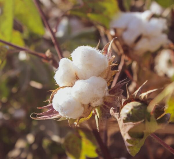 Cotton farming in Kenya