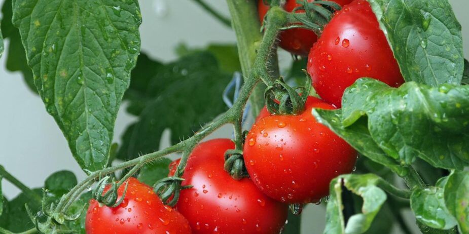 avocado-stakeholders-consultative-meeting