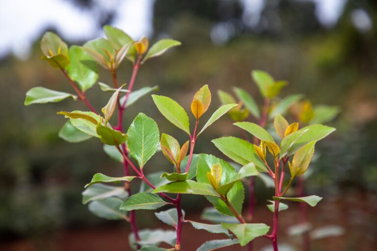 miraa-grades-in-kenya_-characteristics-and-regional-distribution miraa grades in kenya characteristics and regional distribution