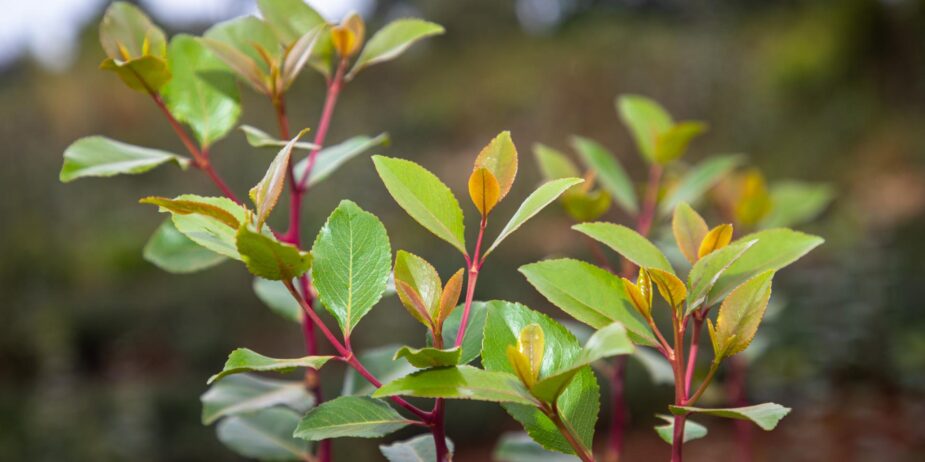 miraa-grades-in-kenya_-characteristics-and-regional-distribution