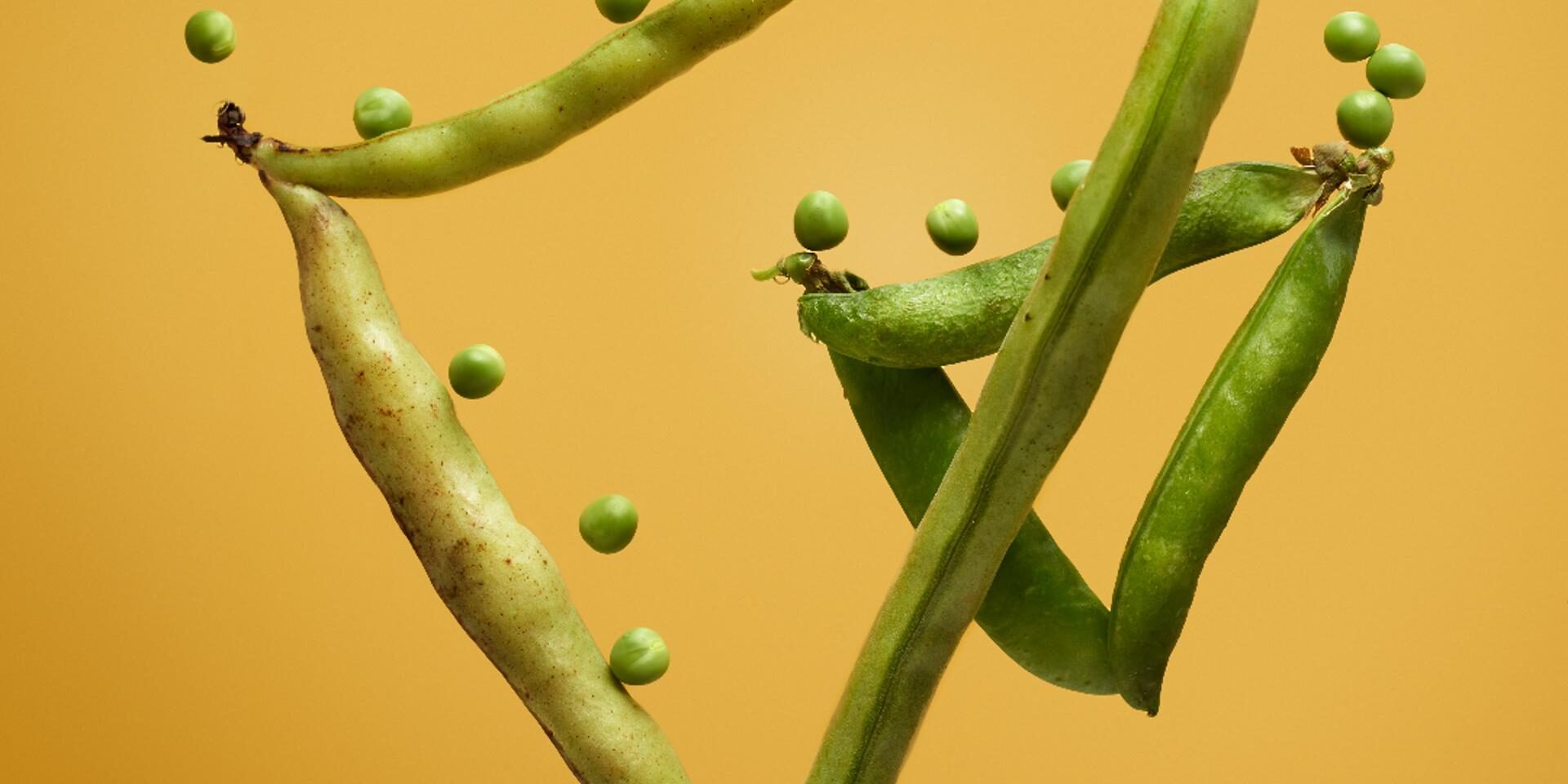 notice-to-all-exporters-of-beans-and–peas-in-pod notice-to-all-exporters-of-beans-and--peas-in-pod