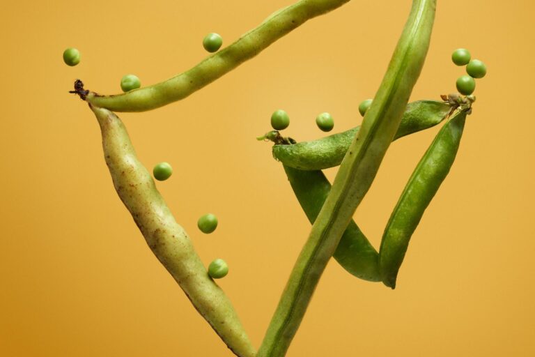 notice-to-all-exporters-of-beans-and–peas-in-pod notice-to-all-exporters-of-beans-and--peas-in-pod