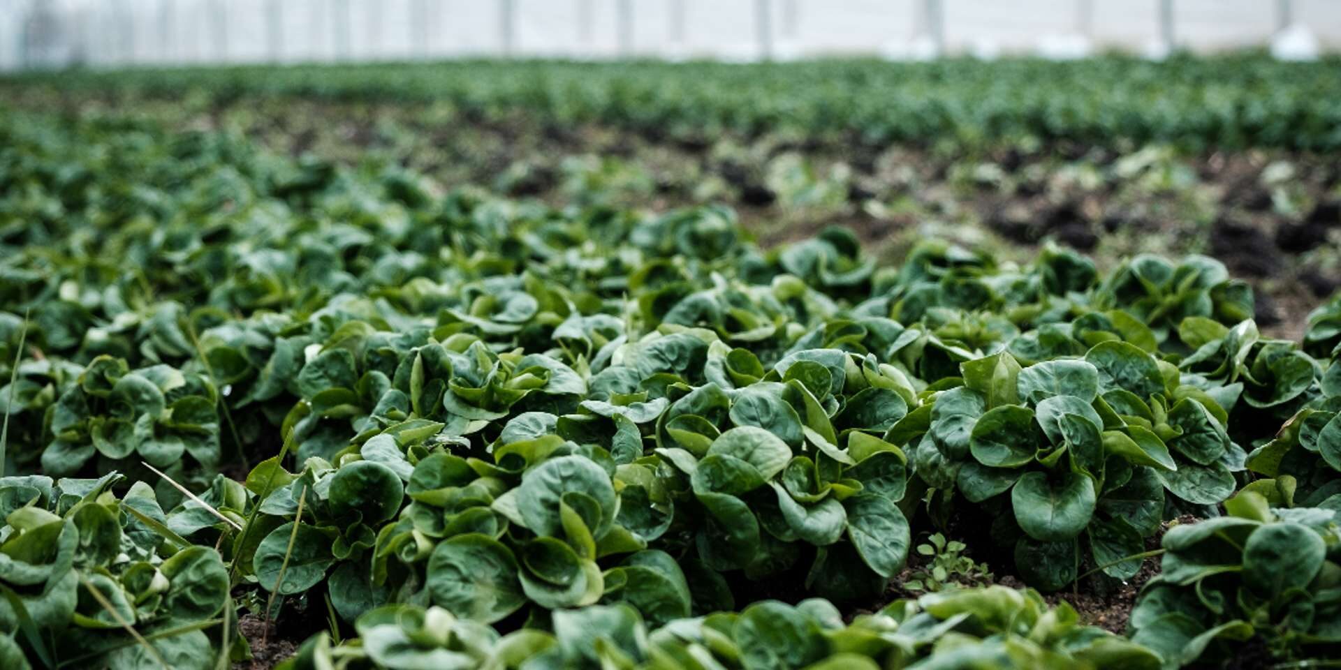 notice-to-exporters,-importers-and-clearing-agents-of-horticulture-produce—integrated-customs-management-system-(icms) notice-to-exporters,-importers-and-clearing-agents-of-horticulture-produce---integrated-customs-management-system-(icms)