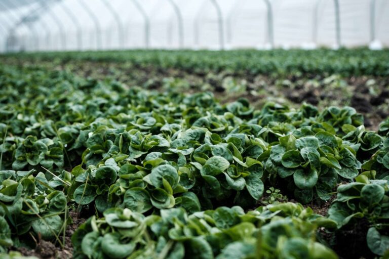 notice-to-exporters,-importers-and-clearing-agents-of-horticulture-produce—integrated-customs-management-system-(icms) notice-to-exporters,-importers-and-clearing-agents-of-horticulture-produce---integrated-customs-management-system-(icms)