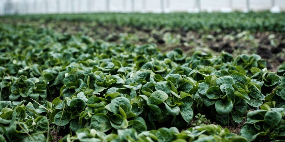 notice-to-exporters,-importers-and-clearing-agents-of-horticulture-produce---integrated-customs-management-system-(icms)