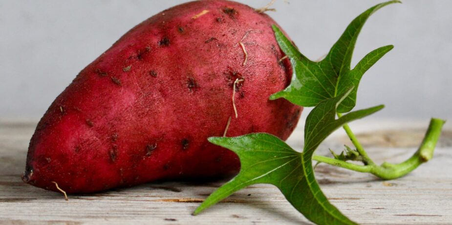 Sweet-potato-growing-guide---best-practices-for-a-bountiful-harvest