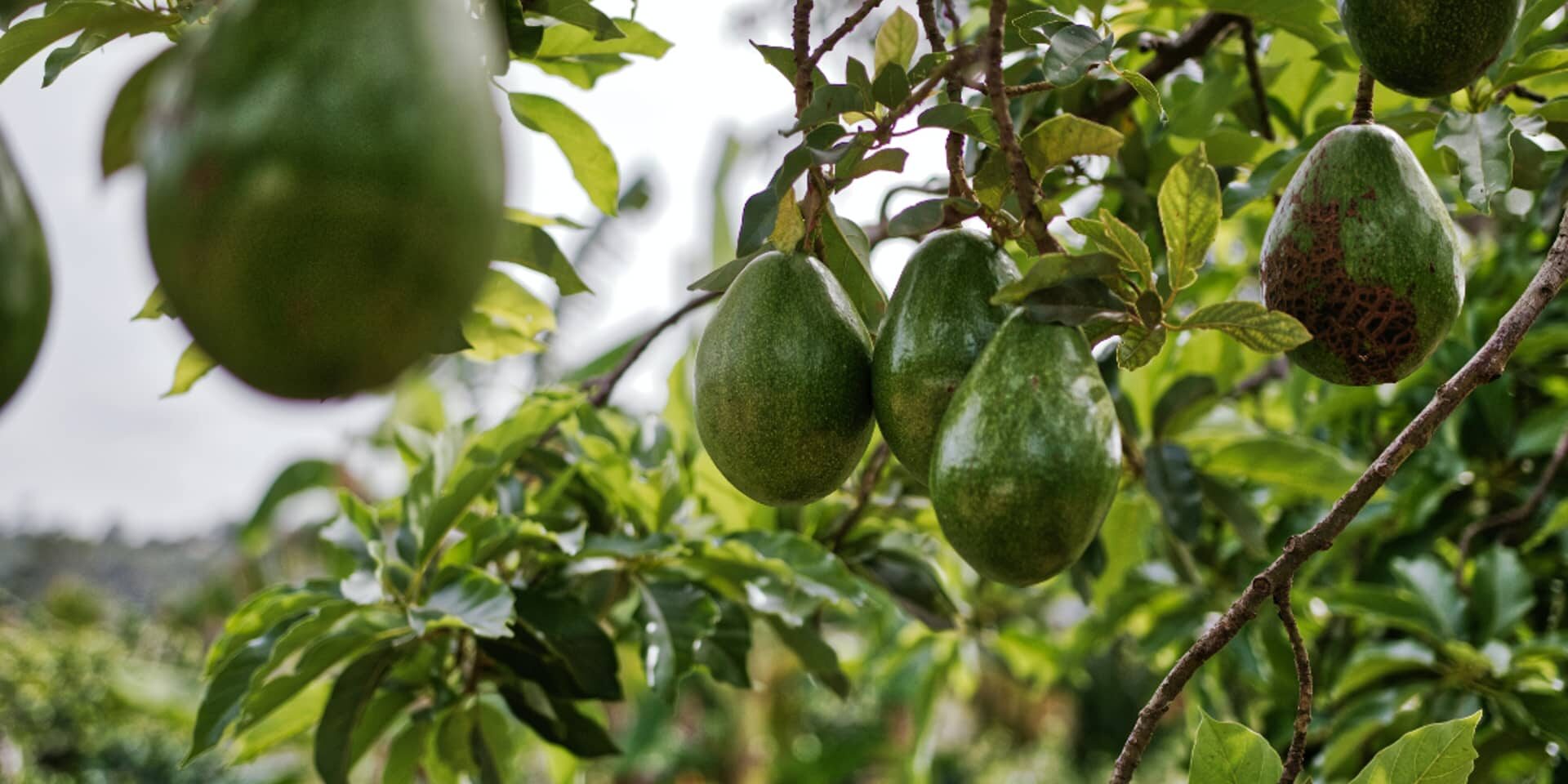 -the-first-kenya-national-avocado-conference-2022 -the-first-kenya-national-avocado-conference-2022