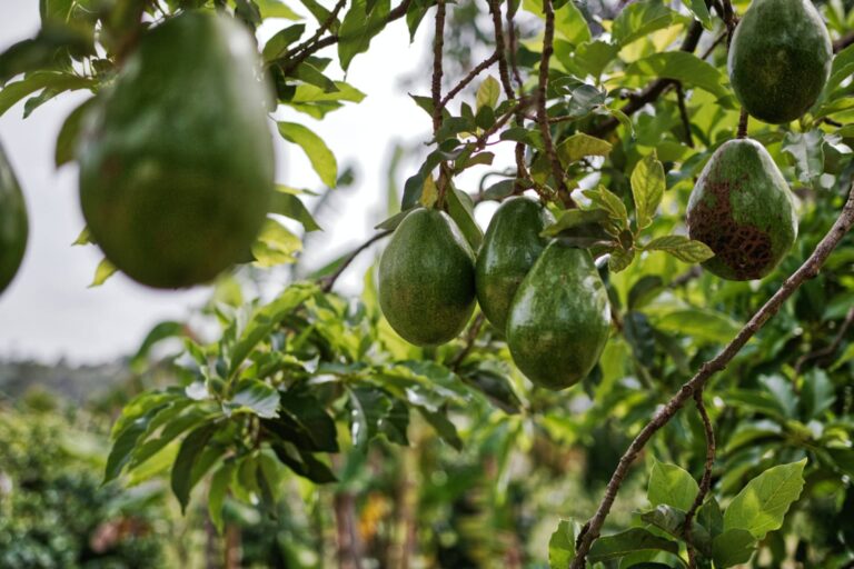 -the-first-kenya-national-avocado-conference-2022 -the-first-kenya-national-avocado-conference-2022