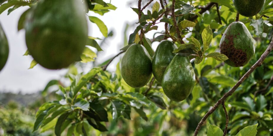 -the-first-kenya-national-avocado-conference-2022
