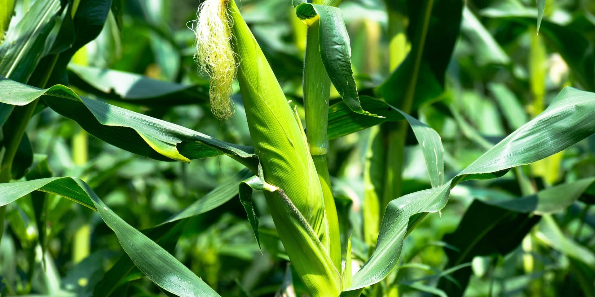 understanding-potential-hazards---fertilizers-for-maize-growth