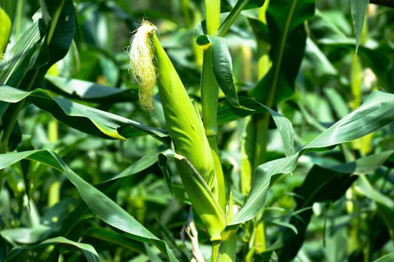 understanding-potential-hazards---fertilizers-for-maize-growth