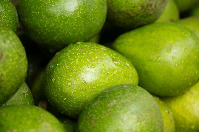 FUERTE AVOCADO (1)
