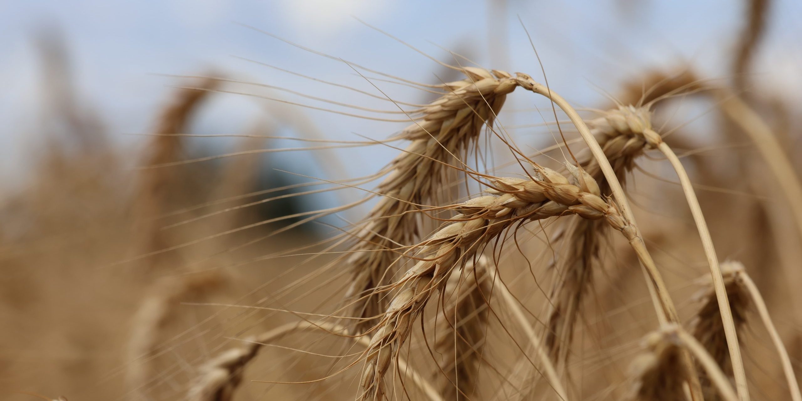 This Release is to state the facts about local wheat production and the context under which Kenya has been importing wheat over the last 15 years.
