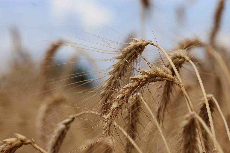 This Release is to state the facts about local wheat production and the context under which Kenya has been importing wheat over the last 15 years.