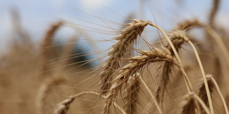 This Release is to state the facts about local wheat production and the context under which Kenya has been importing wheat over the last 15 years.