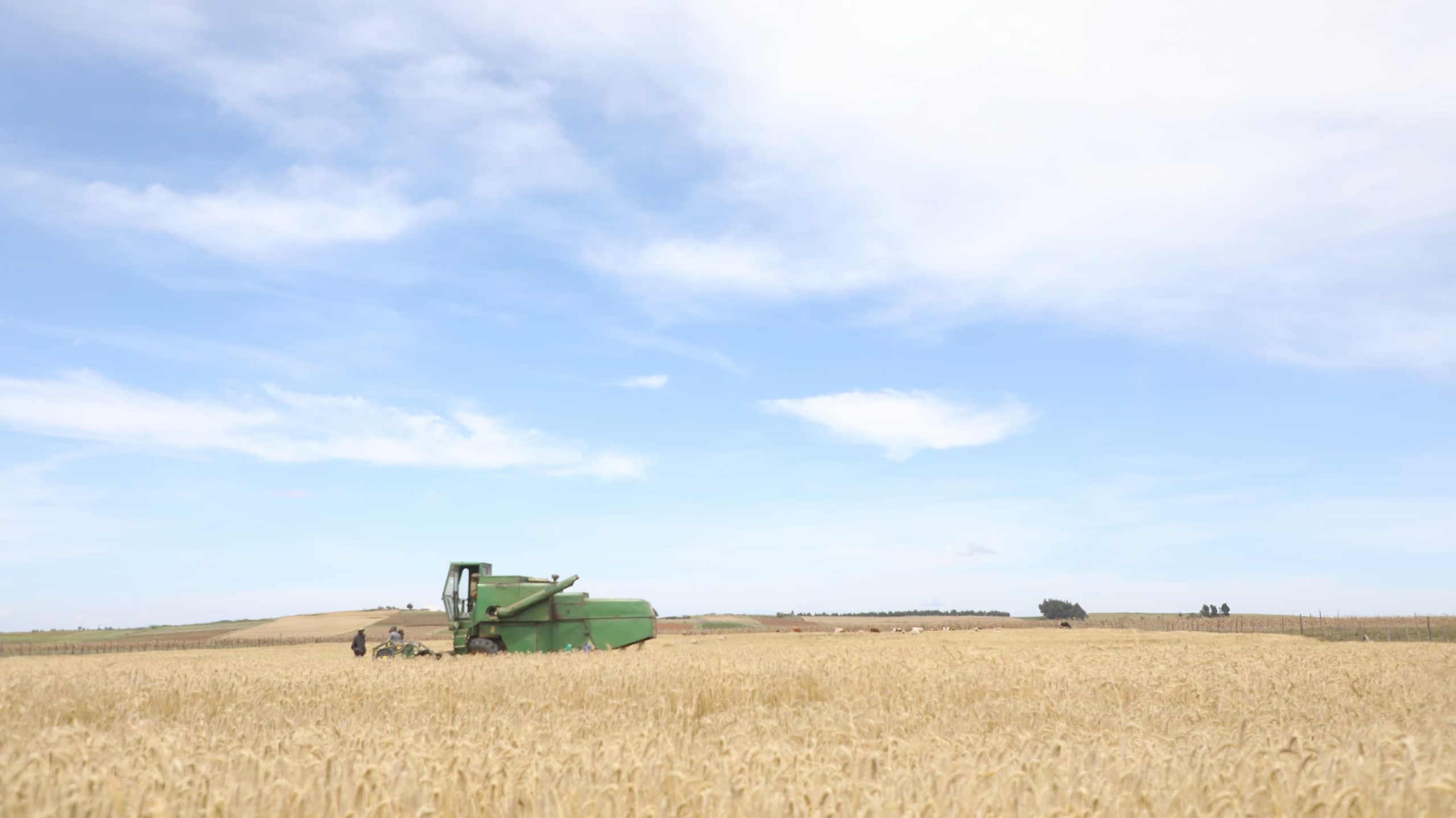 Wheat Harvesting in Narok