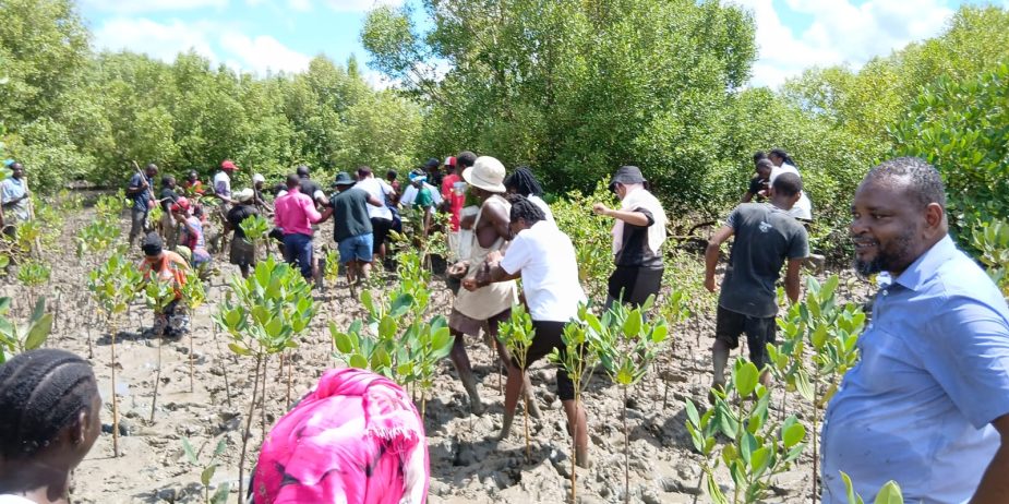 Tree Planting NOCD