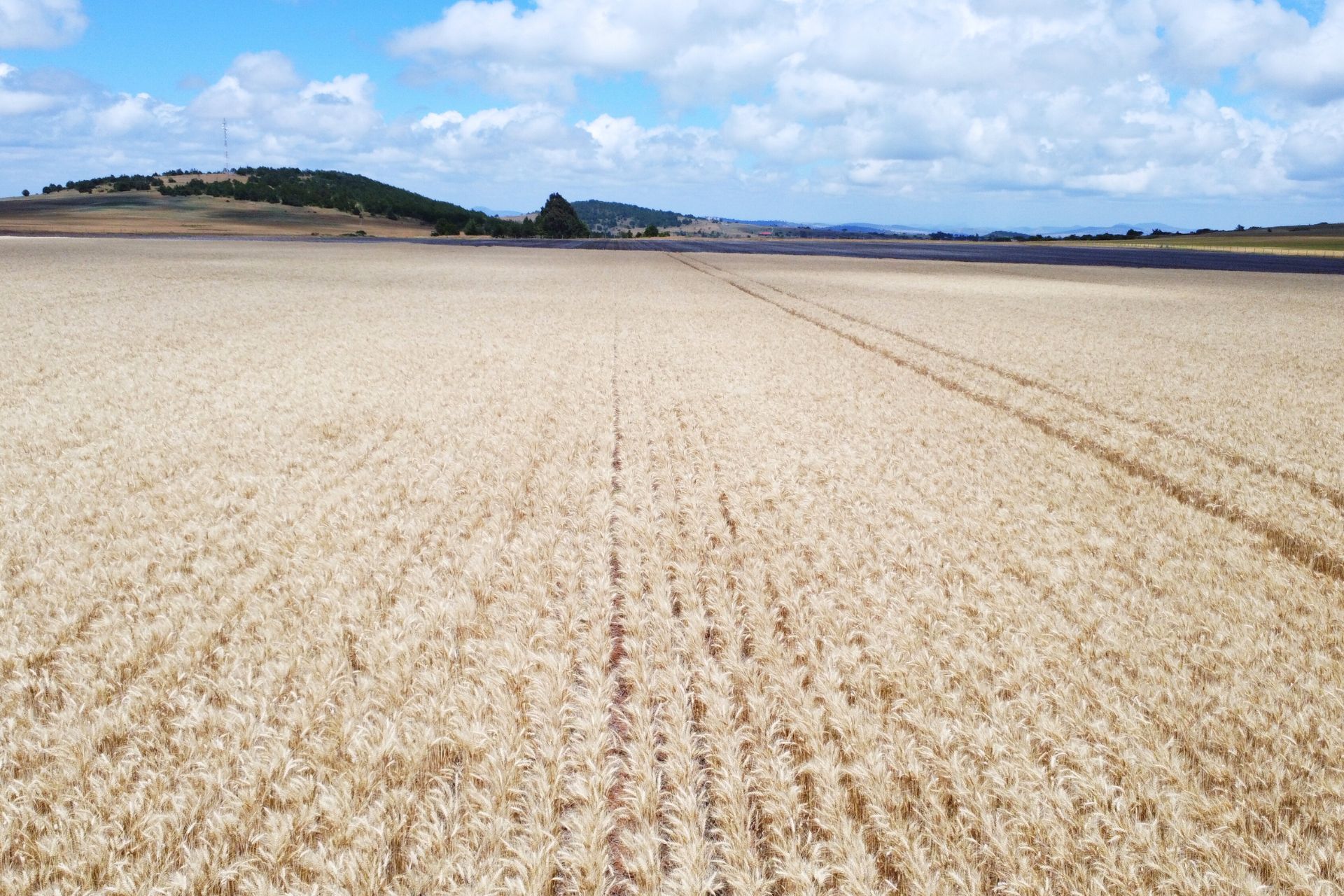 Wheat Purchase Programme