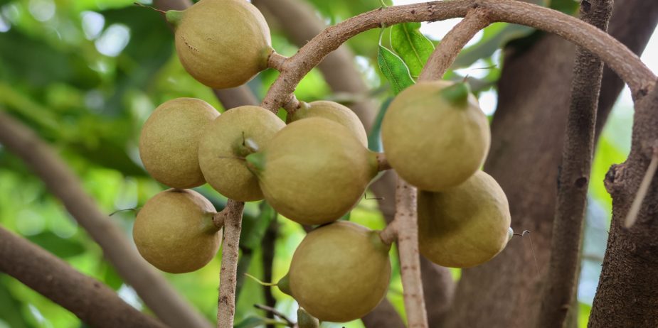MACADAMIA