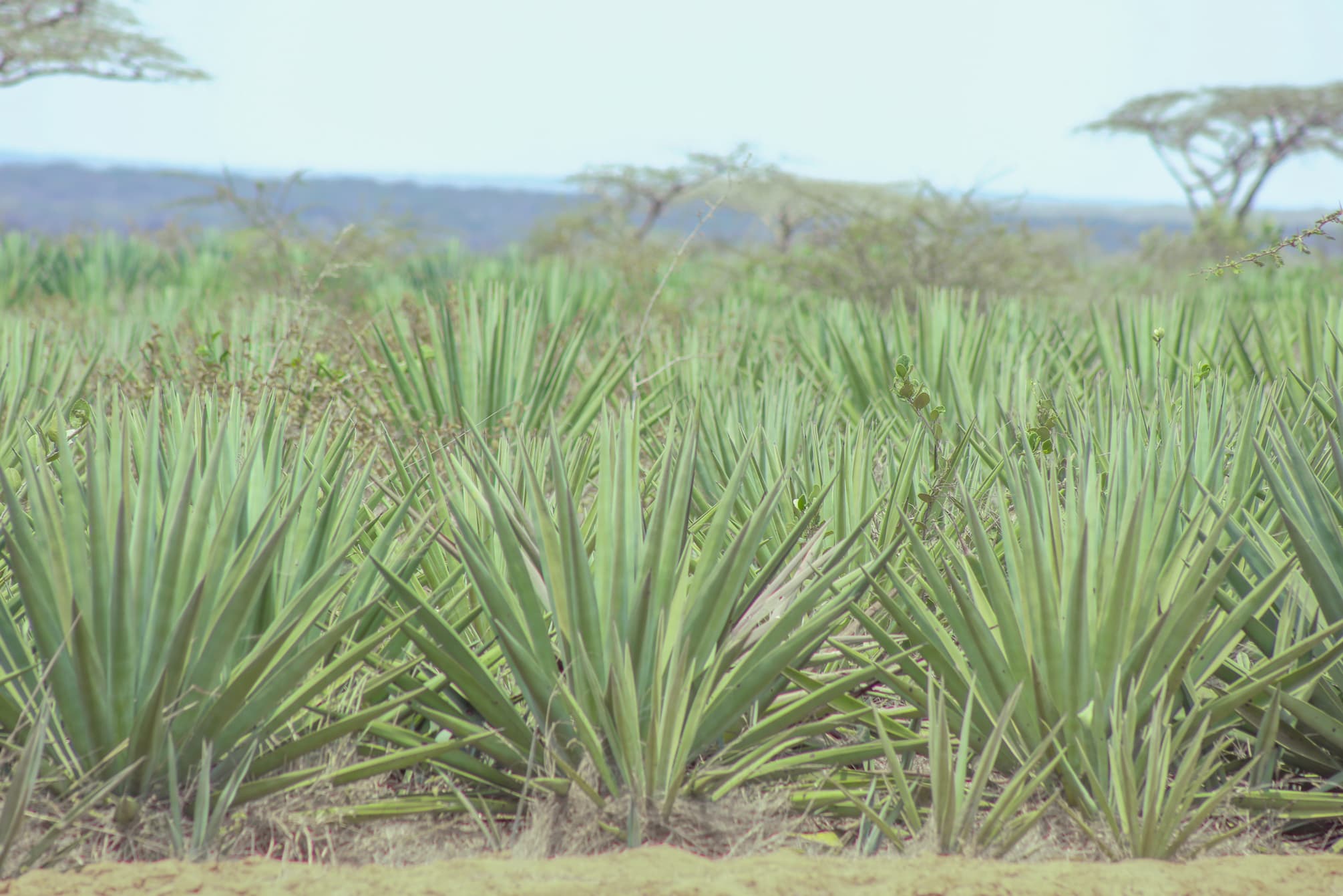Sisal Farming in Kenya