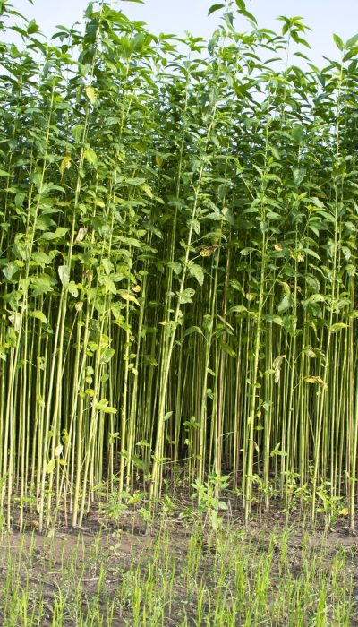 Jute plants growing in a field in the countryside of Bangladesh